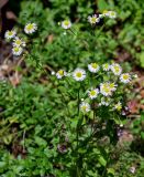 Erigeron annuus