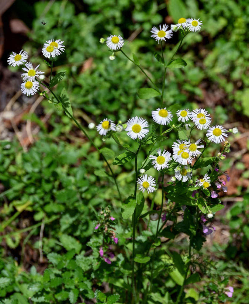 Изображение особи Erigeron annuus.