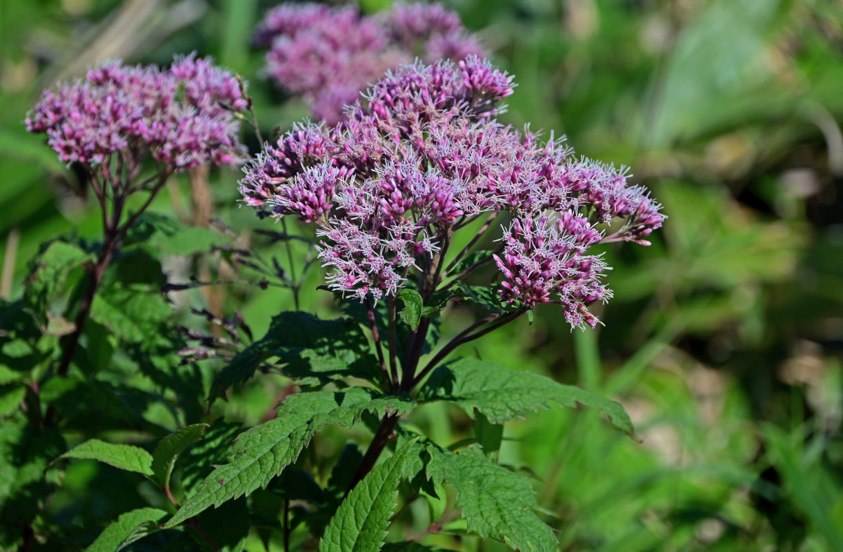 Изображение особи Eupatorium glehnii.