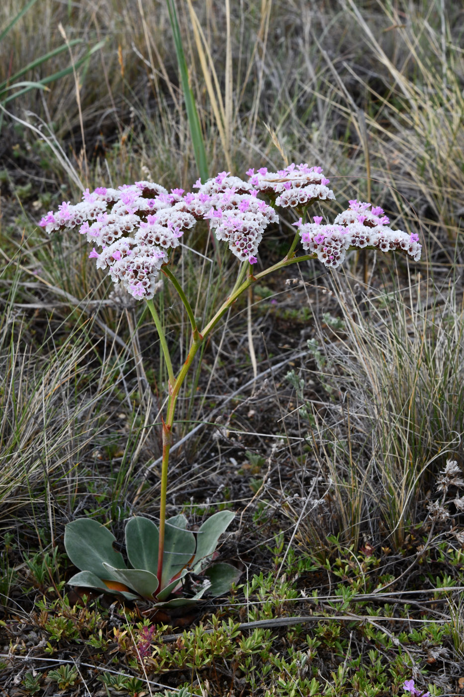 Image of Goniolimon speciosum specimen.