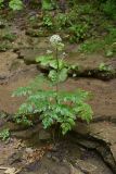 Angelica pachyptera. Цветущее растение. Республика Адыгея, окр. пос. Каменномостский, левый берег р. Большой Руфабго, напротив водопада Девичья Коса, на скале. 28.07.2023.