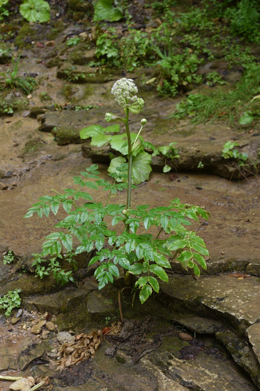 Image of Angelica pachyptera specimen.