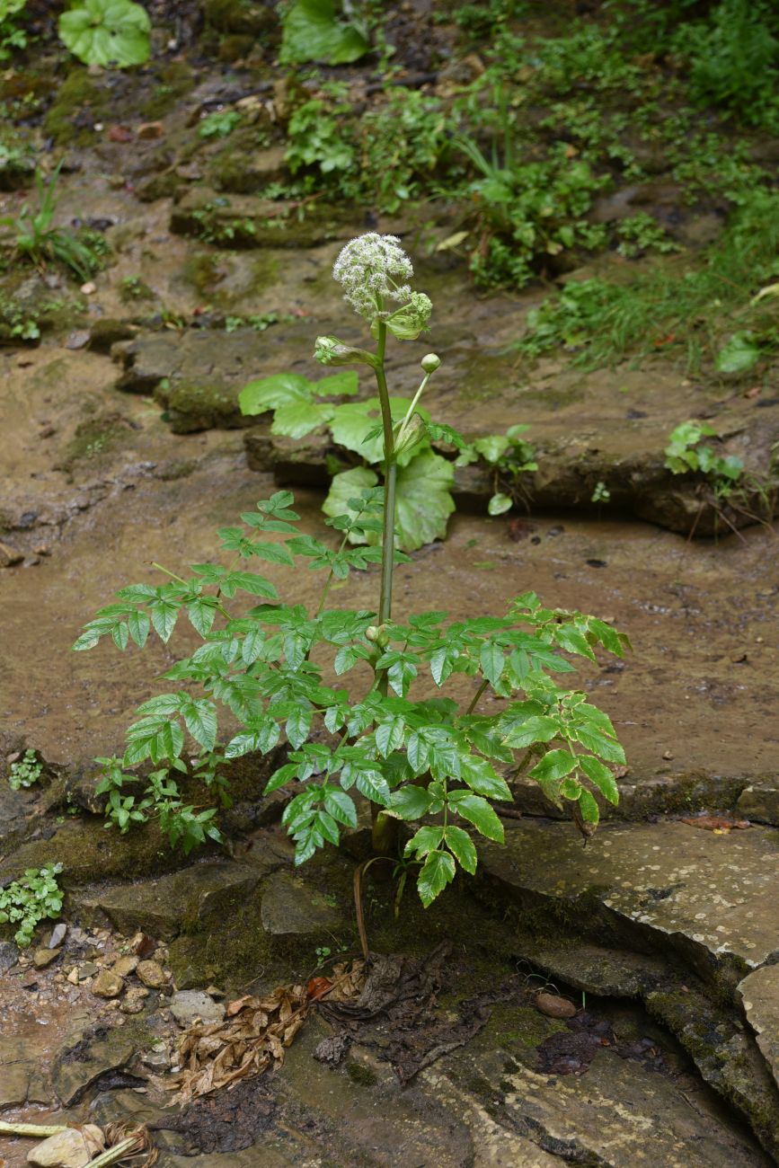 Изображение особи Angelica pachyptera.