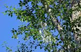 genus Populus