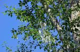 genus Populus. Верхушка ветви с раскрывшимися соплодиями. Хакасия, Абакан, в культуре. 09.06.2022.