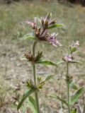 Stachys setifera