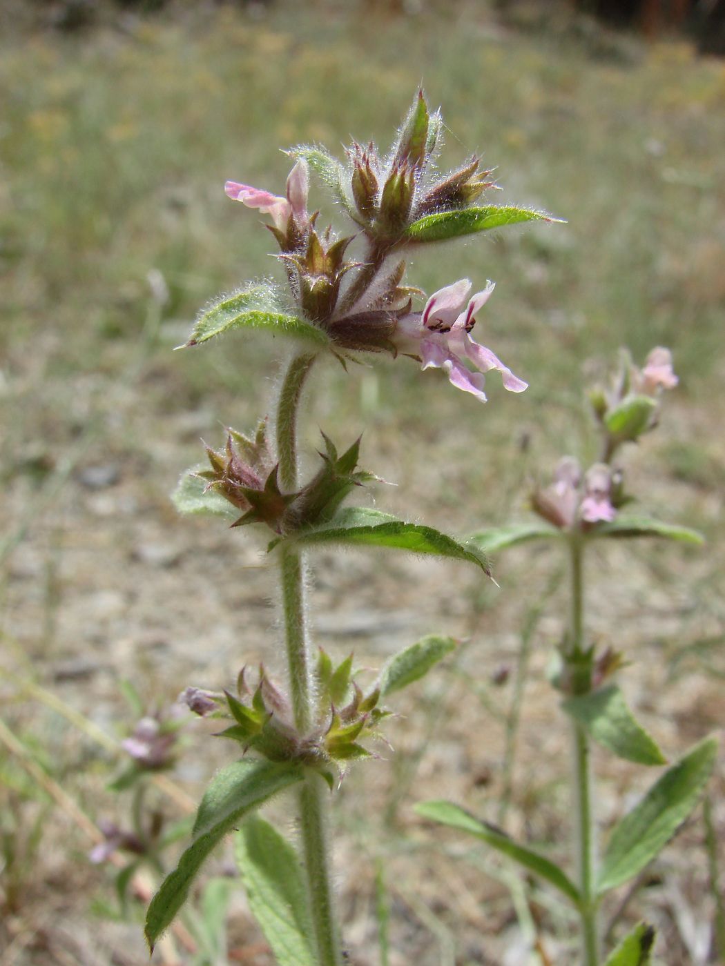 Image of Stachys setifera specimen.