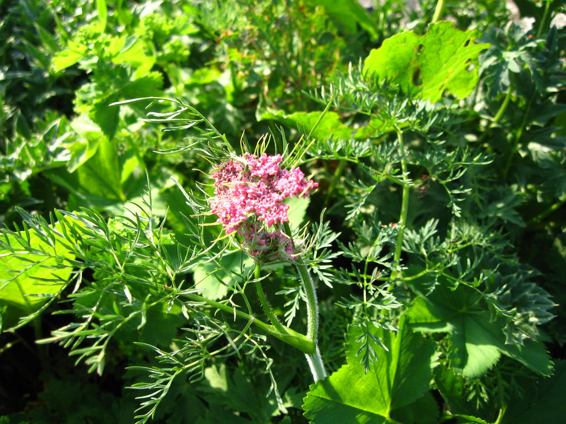Image of Chaerophyllum roseum specimen.