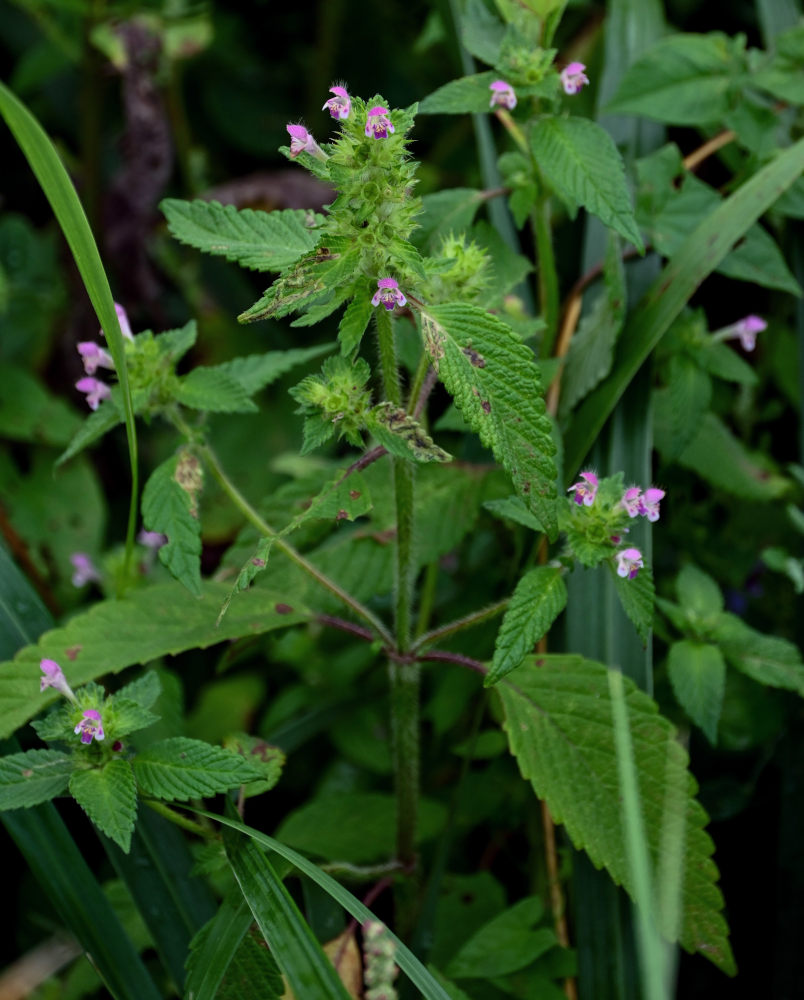 Image of Galeopsis bifida specimen.