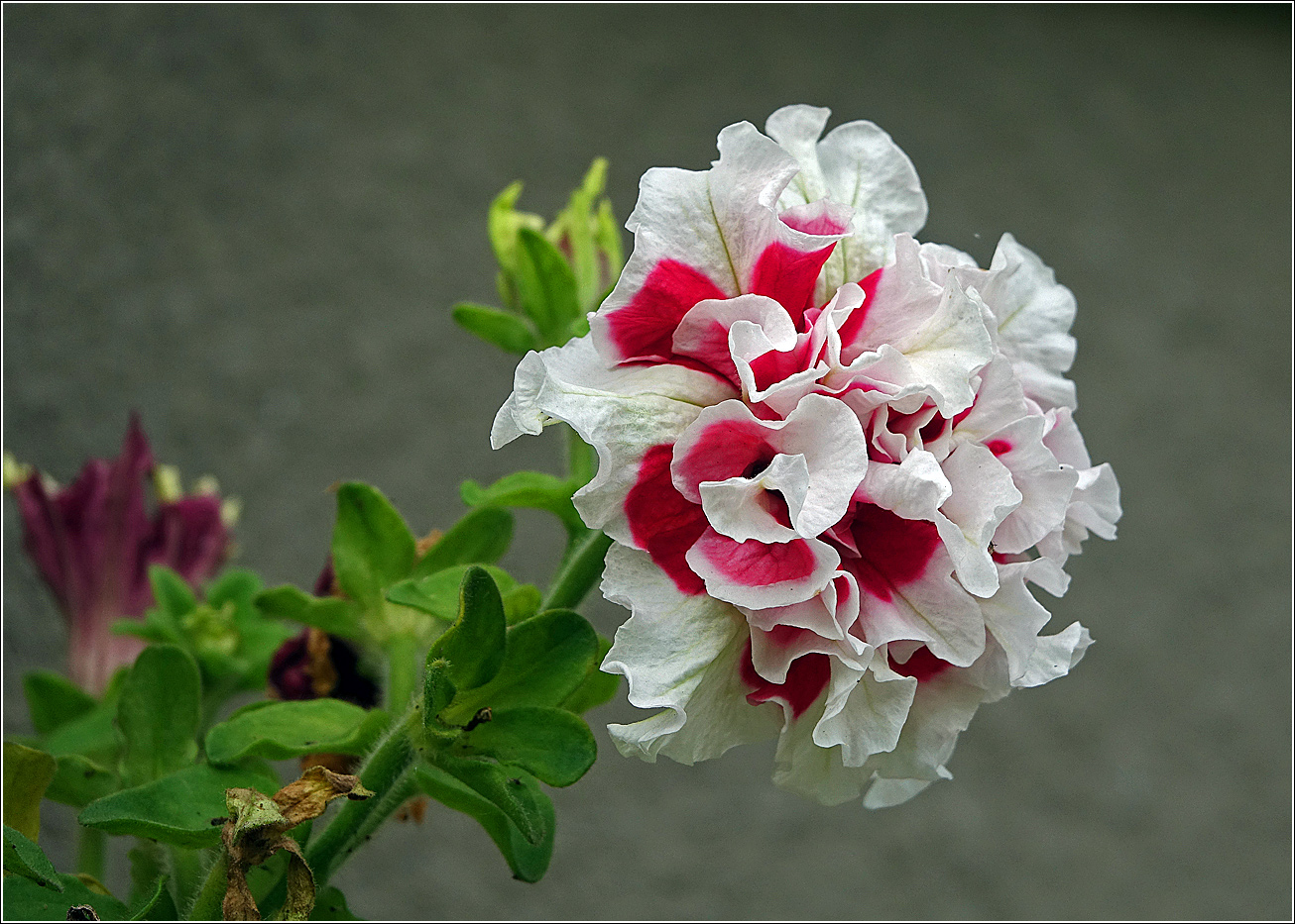 Image of Petunia &times; hybrida specimen.