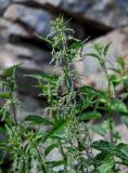 Urtica dioica