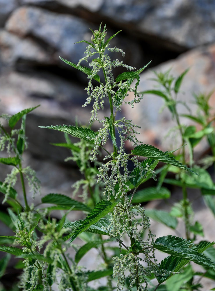 Image of Urtica dioica specimen.