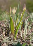 Gagea villosa