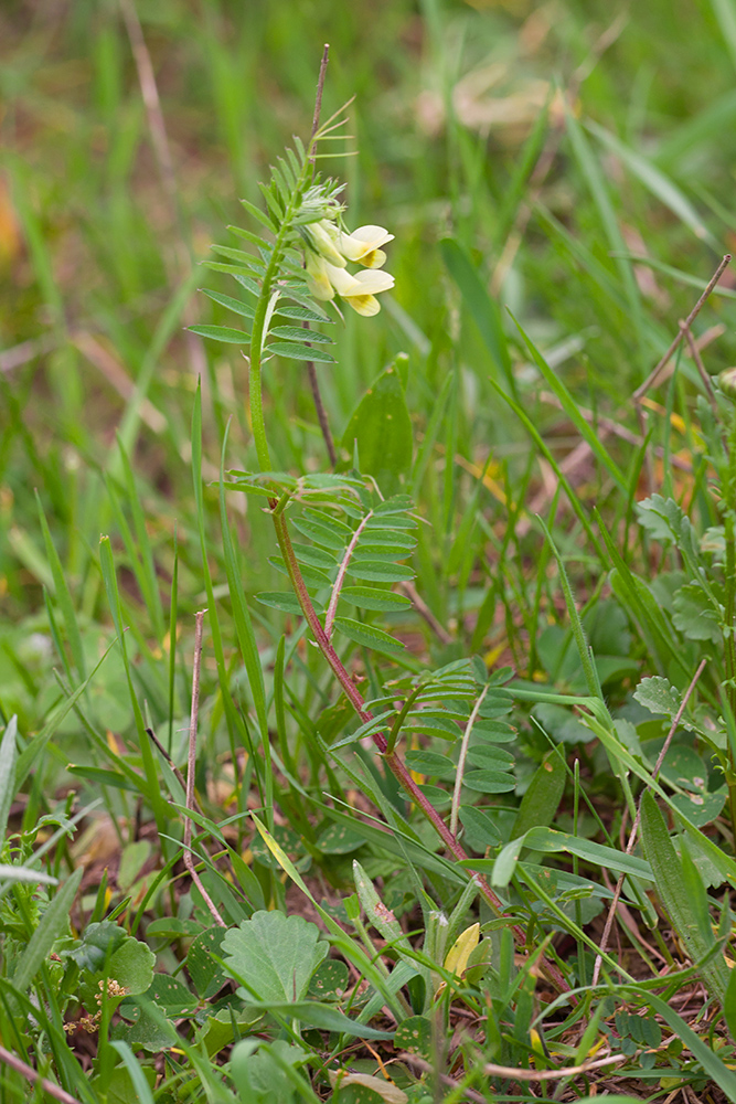 Image of Vicia grandiflora specimen.