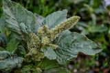 Amaranthus retroflexus