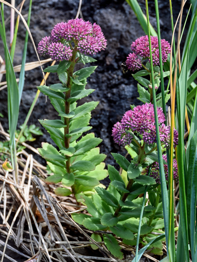 Изображение особи Hylotelephium triphyllum.