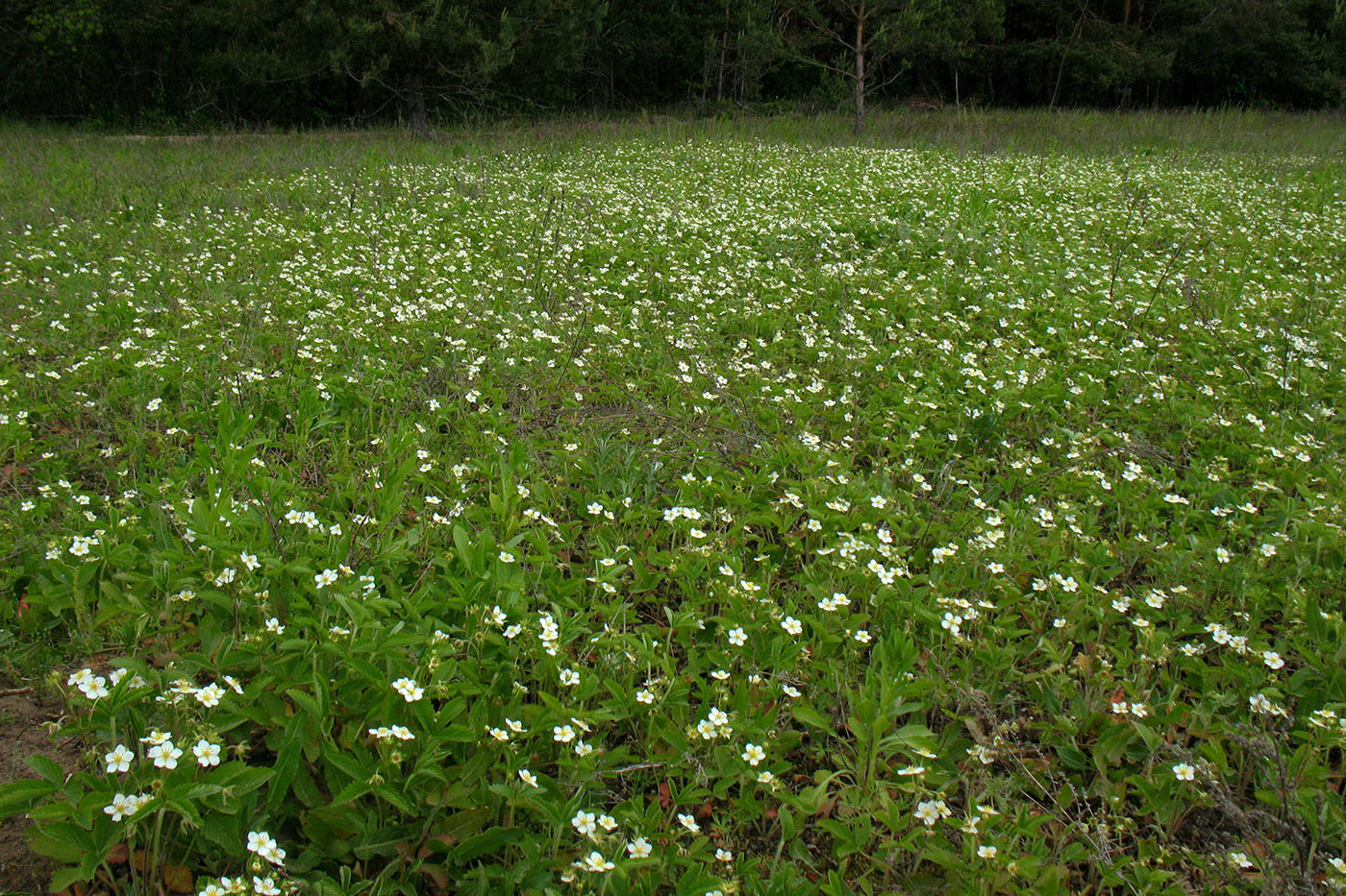 Изображение особи Fragaria viridis.