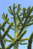 Araucaria araucana