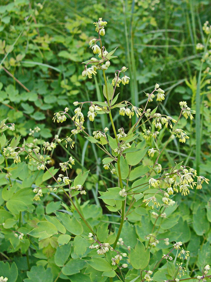 Изображение особи Thalictrum minus.