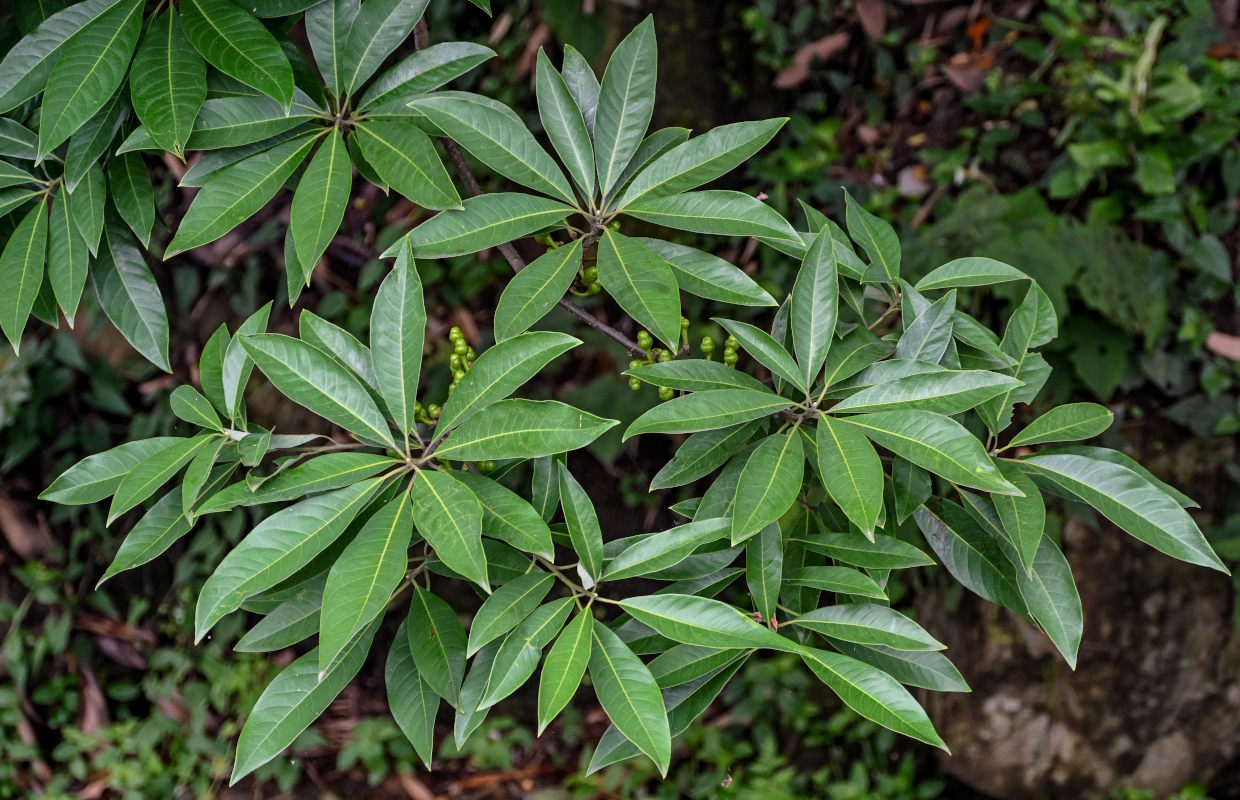 Изображение особи Litsea cubeba.