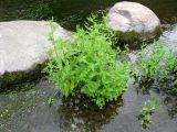 Veronica anagallis-aquatica. Небольшая заросль в русле малой реки. Ярославская обл., Некоузский р-н, дер. Марьино, р. Ильд. 09.07.2008.