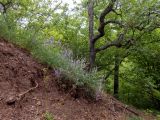Vicia elegans
