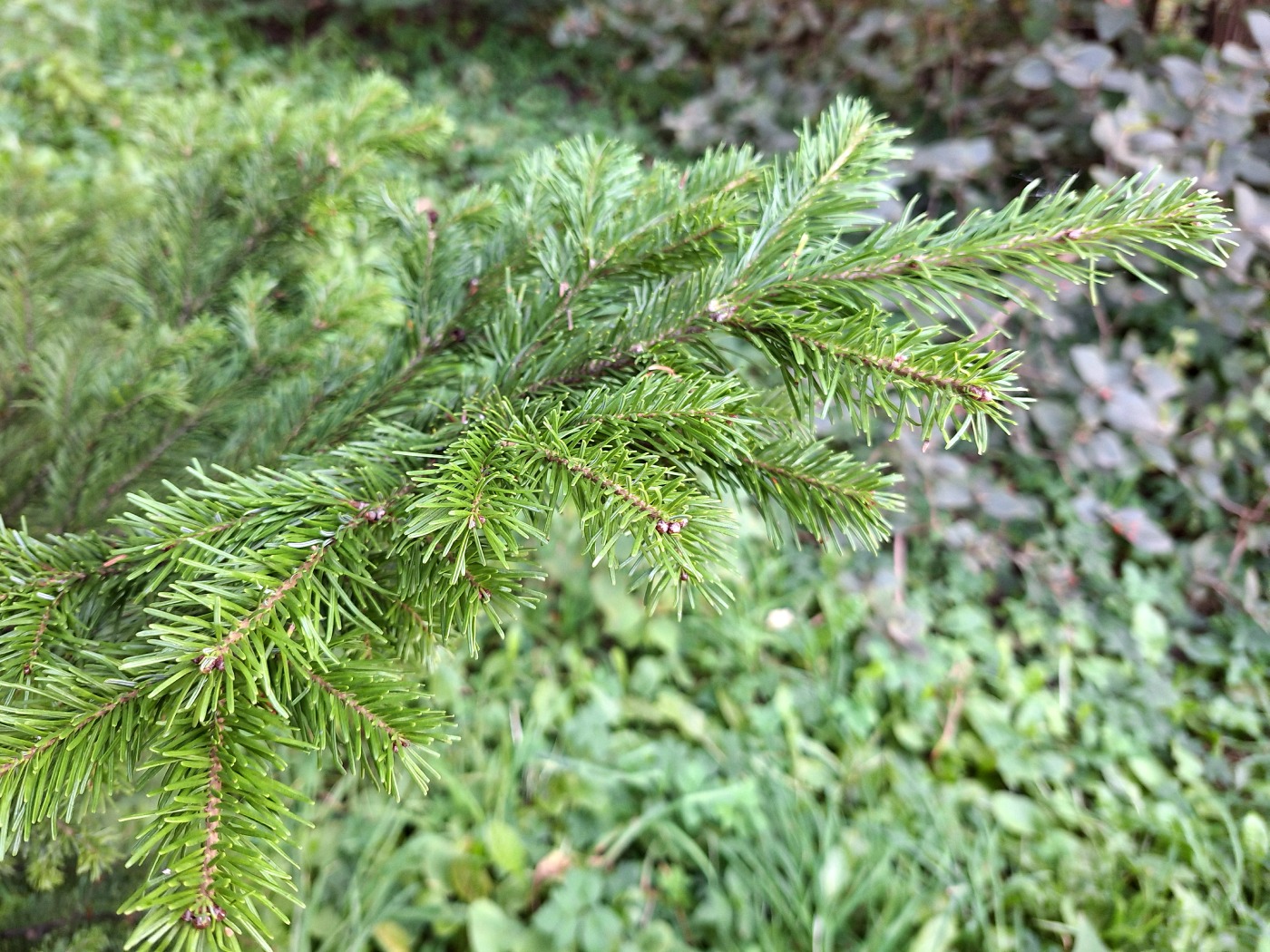 Image of Abies mayriana specimen.