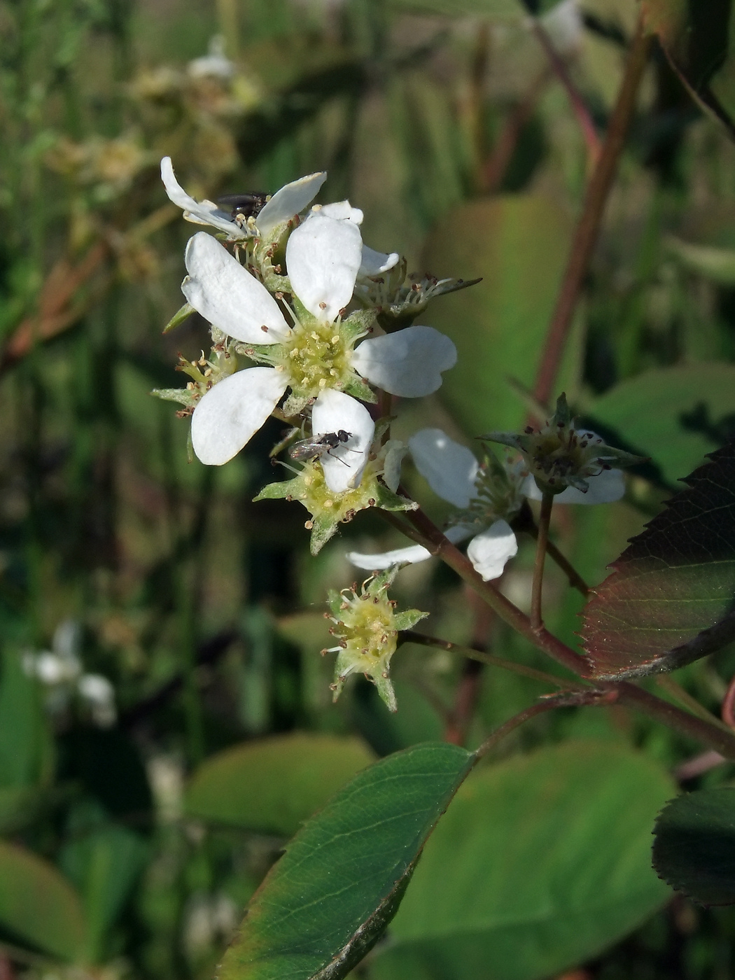 Изображение особи Amelanchier spicata.