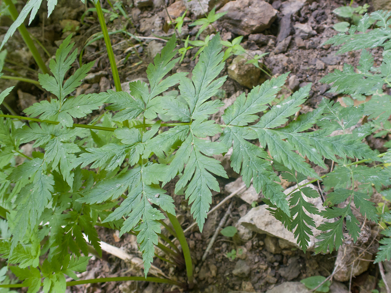 Image of Anthriscus sylvestris var. nemorosa specimen.