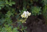 Medicago × varia