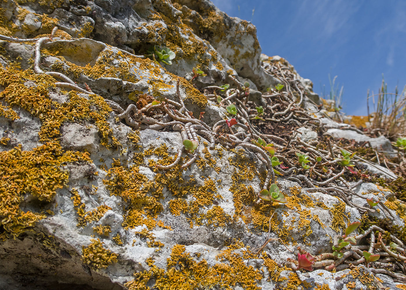 Изображение особи Sedum oppositifolium.