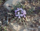 Matthiola подвид livida