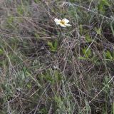 Anemone sylvestris
