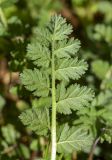 Erodium moschatum