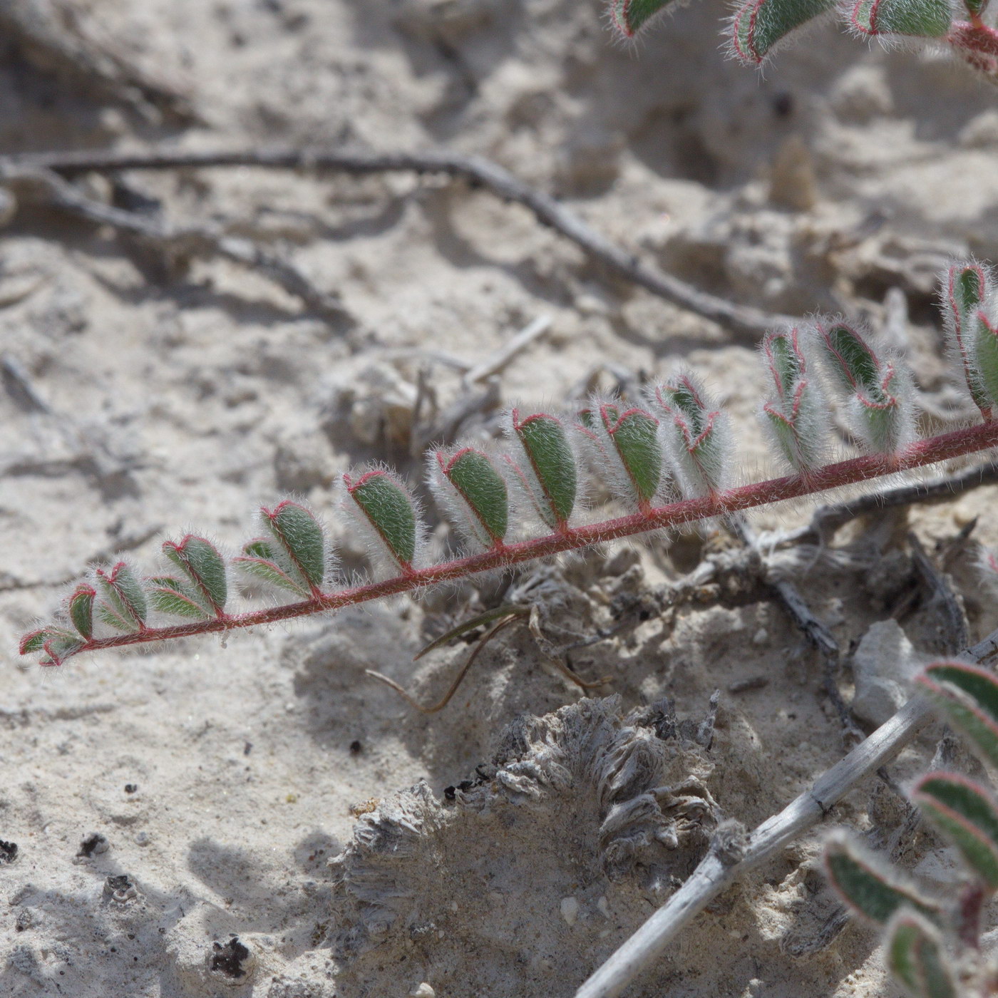 Изображение особи Astragalus longipetalus.