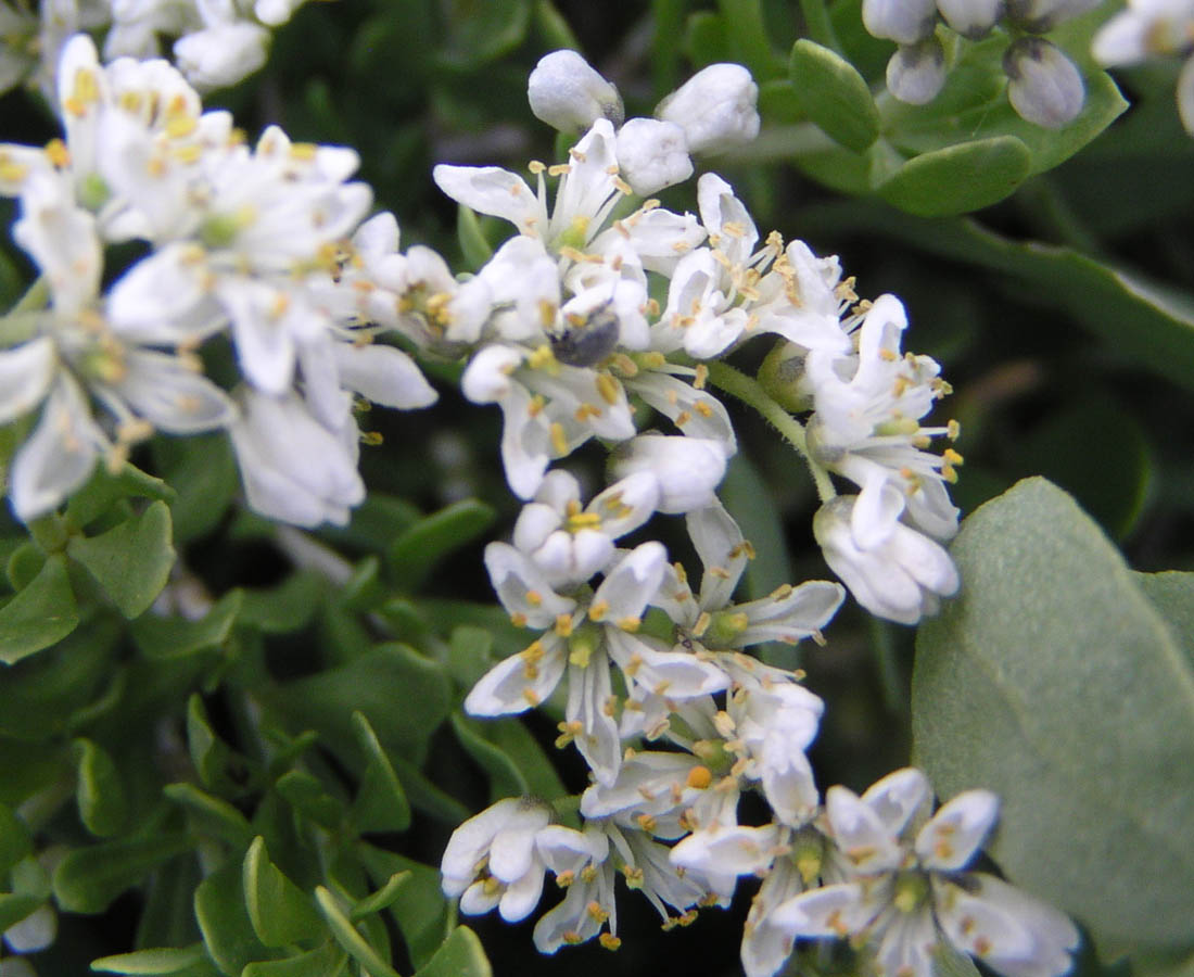 Image of Nitraria sibirica specimen.