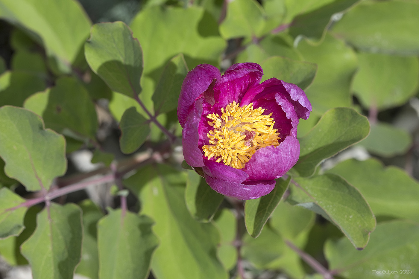 Изображение особи Paeonia daurica.