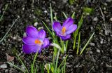 Crocus vernus