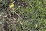 View full-size image Anthyllis taurica