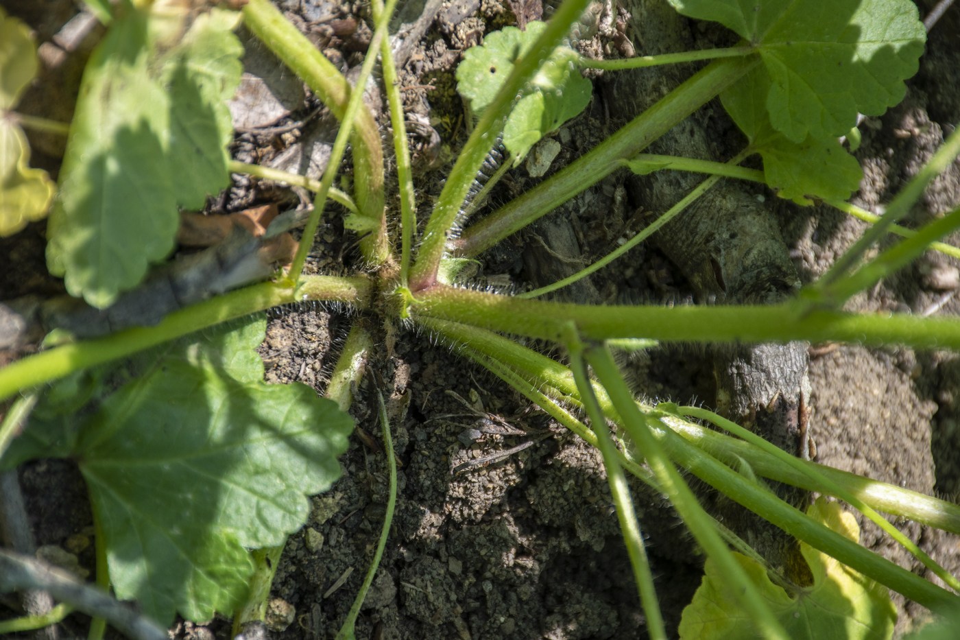 Image of Malva setigera specimen.