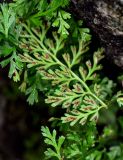 genus Asplenium. Часть вайи с сорусами (вид на абаксиальную поверхность). Китай, пров. Аньхой, дер. Хунцунь, на камне. 28.05.2025.
