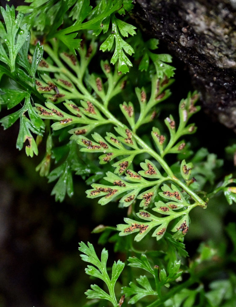Image of Asplenium austrochinense specimen.