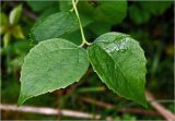 Philadelphus pubescens. Листья с каплями дождя. Московская обл., Раменский р-н, окр. дер. Хрипань, садовый участок. 18.06.2025.