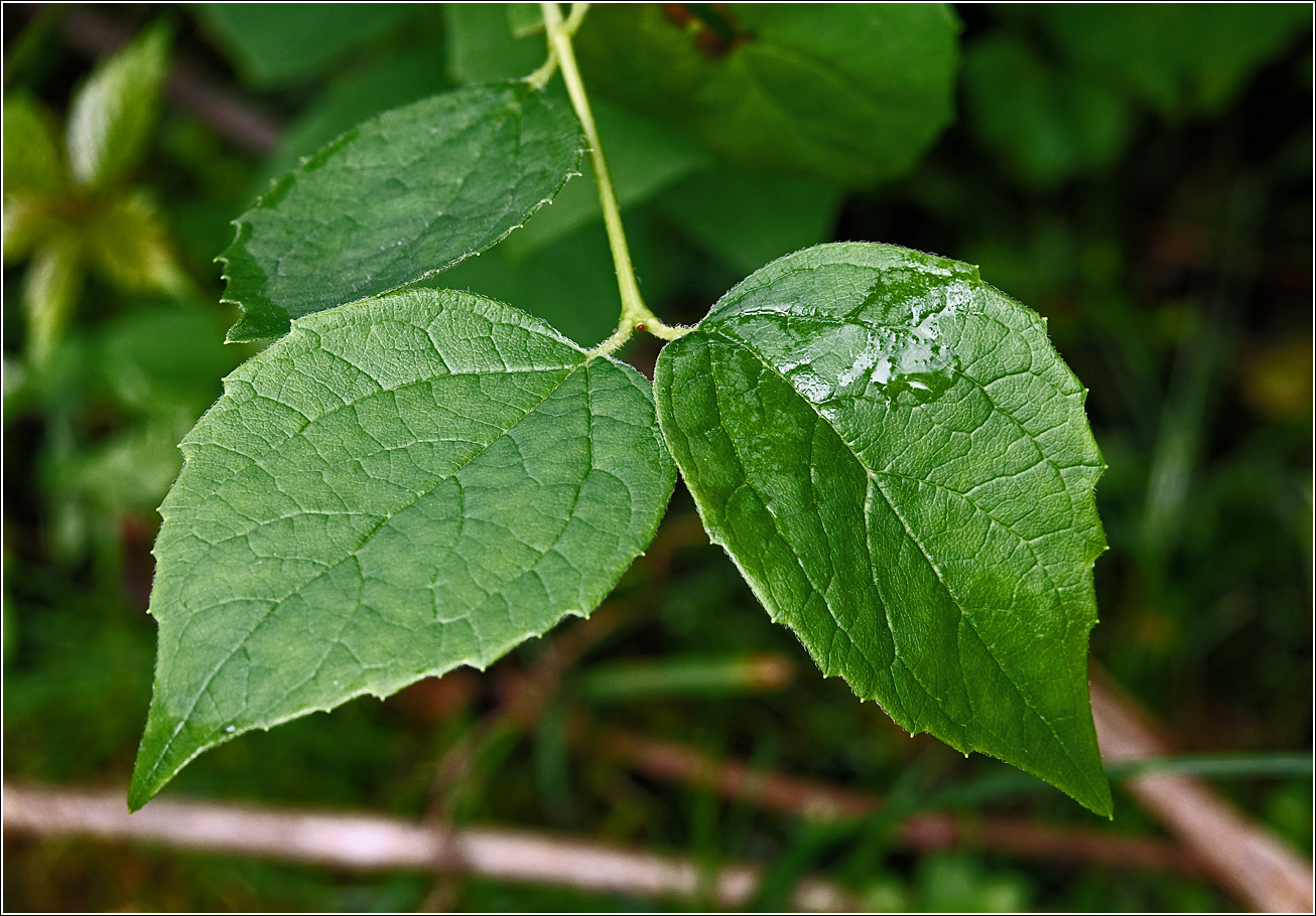 Image of Philadelphus pubescens specimen.