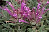 Thymus longiflorus