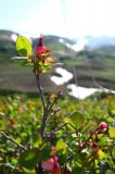 Vaccinium uliginosum