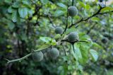 Poncirus trifoliata