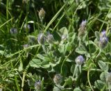 Trigonella rotundifolia. Соцветия и листья. Турция, ил Ван, г. Ахлат, р-н Харабе Шехир, старое сельджукское кладбище, луг. 21 мая 2025 г.