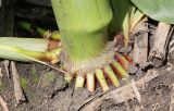 Zea mays