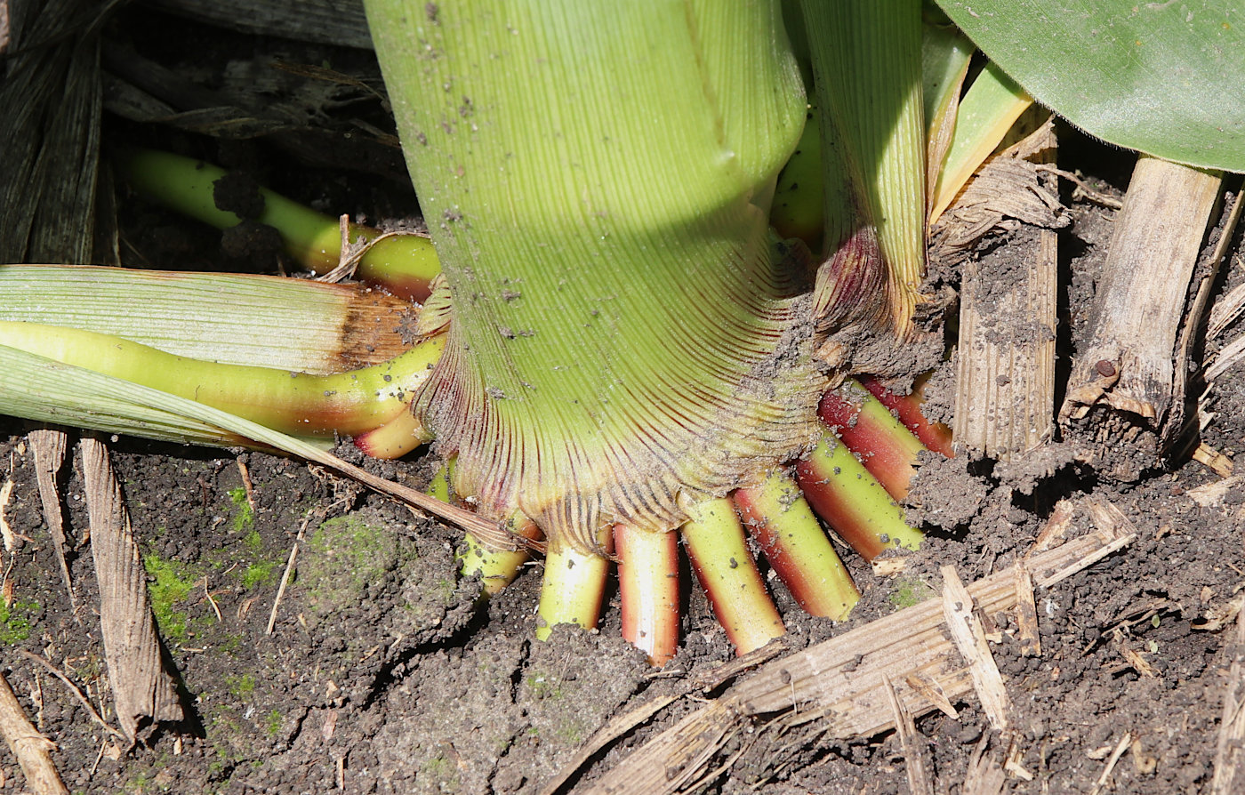 Изображение особи Zea mays.